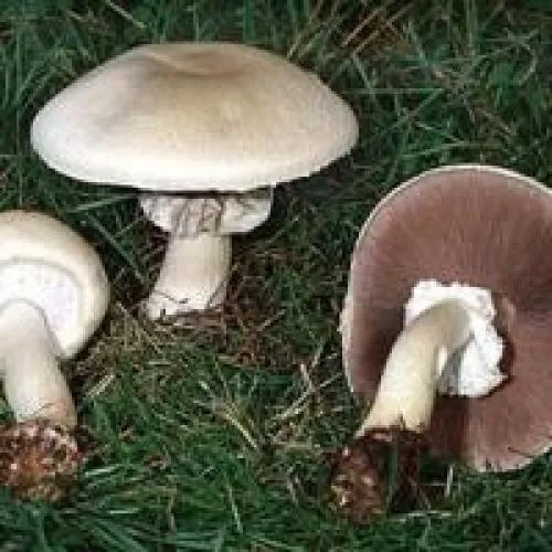 Полевые грибы. Шампиньон полевой