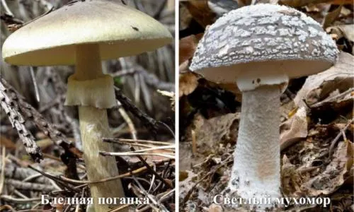 Луговые грибы произрастают в достаточном количестве