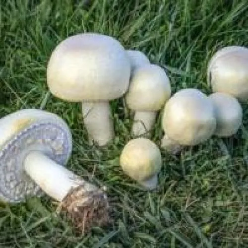 Полевые грибы. Шампиньон полевой
