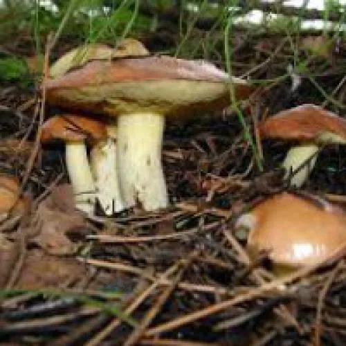Виды несъедобных грибов. Виды и названия грибов с картинками