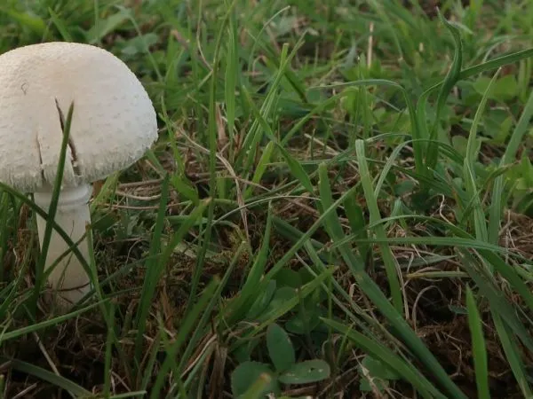Описание луговых грибов