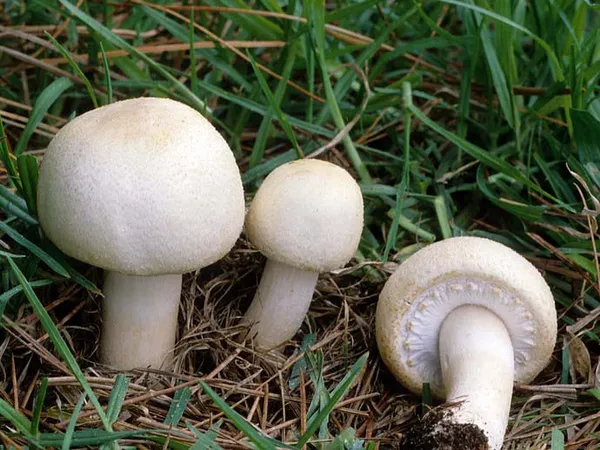 К числу съедобных грибов, которые наиболее часто произрастают на лугах, относятся шампиньоны