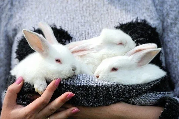 Кормление месячных кроликов