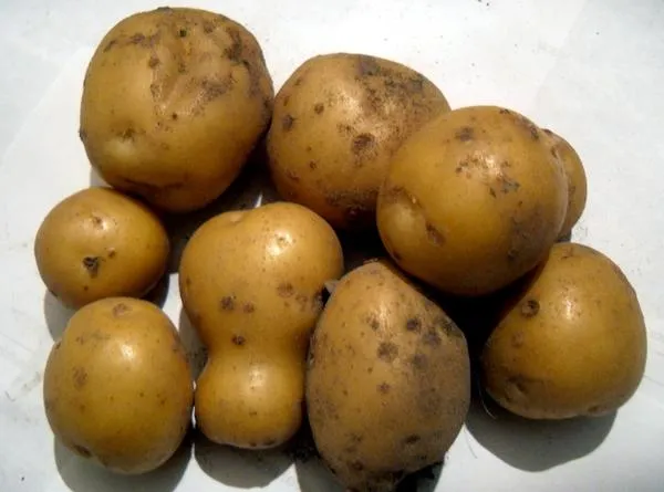 Чтобы урожай радовал, картофелю нужна влага
