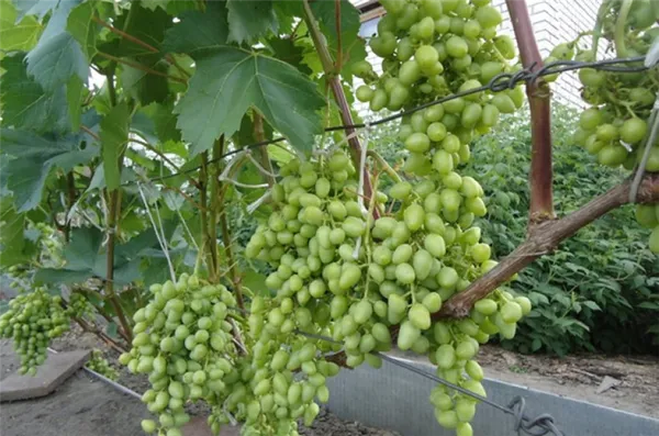 Перегрузка винограда растительностью