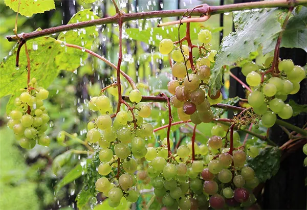Виноград под дождем