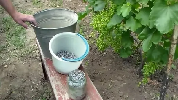 Схема посадки винограда с использованием золы
