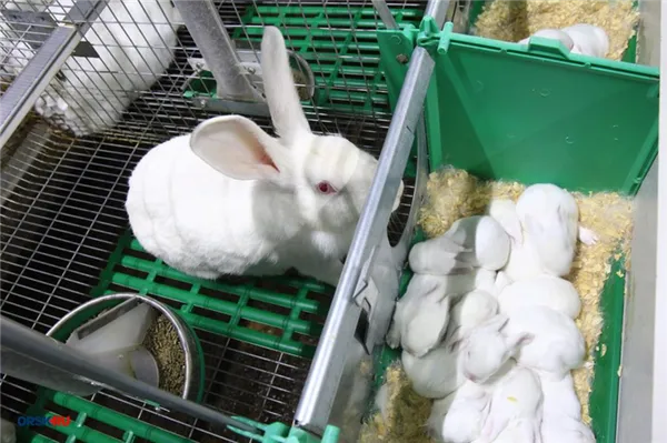 Мини-фермы для содержания кроликов