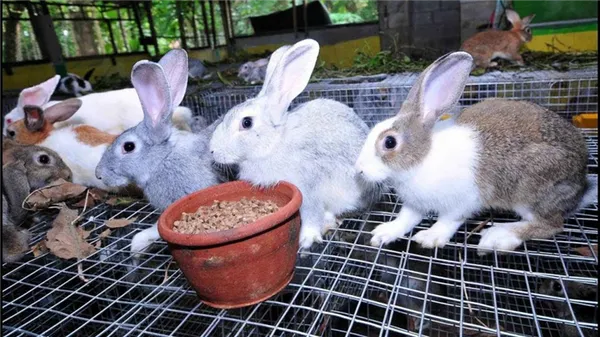 Организация кроличьей фермы
