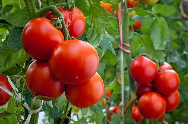 Преимущества подвязки помидоров
