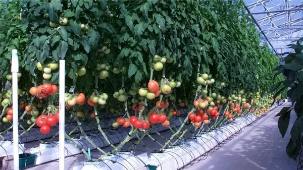 подвязка помидор1