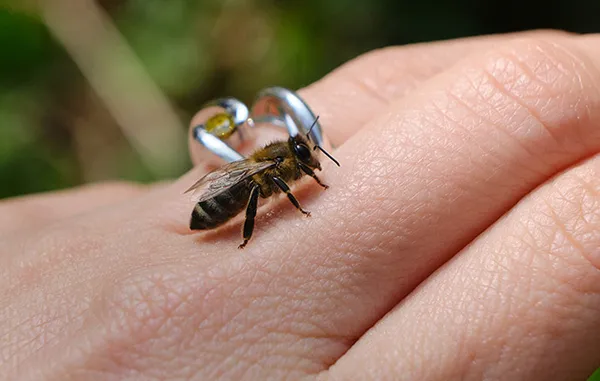 Профилактика укуса пчелы. Фото: Pixabay