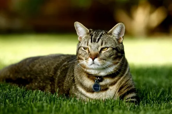 Кот лежит на газоне