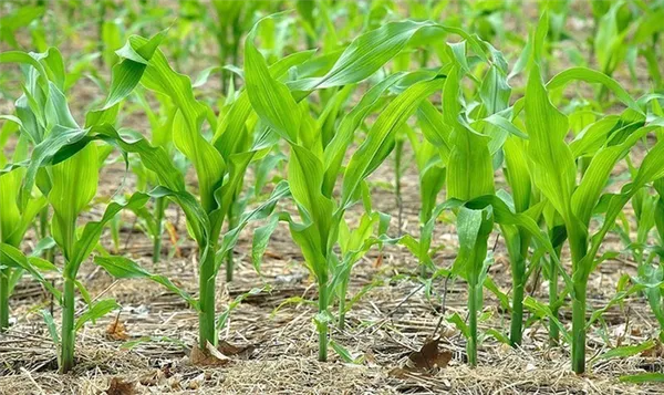 растет кукуруза для попкорна