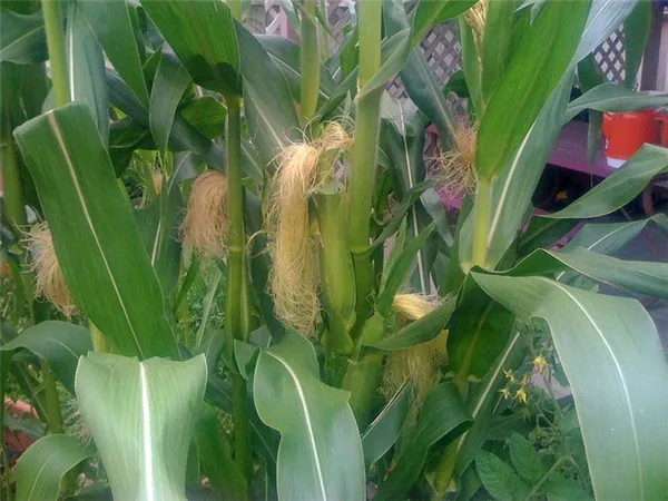 выращивание кукурузы для попкорна