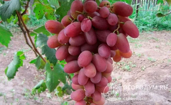 Основными преимуществами считают высокую урожайность и нарядный эффектный вид гроздей