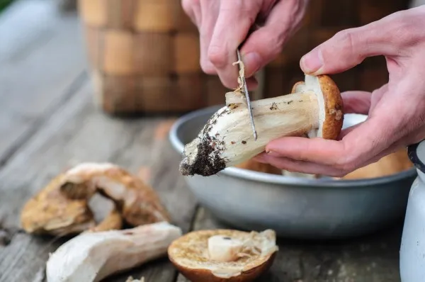 Грибница. Рецепт классический из свежих, замороженных грибов с картошкой, сметаной