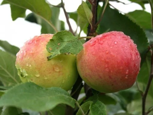 Наливные яблоки Мантет на дереве