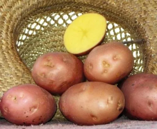 Сорта рассыпчатого картофеля с желтой мякотью. Название и описание картошки 03