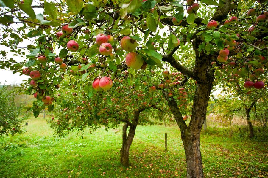 apple-trees-with-red-apples